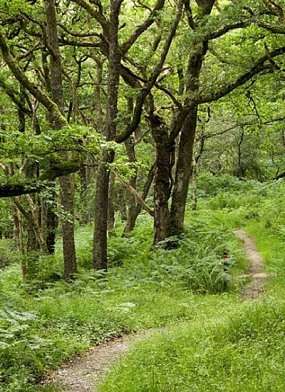 woodland path at barnluasgan